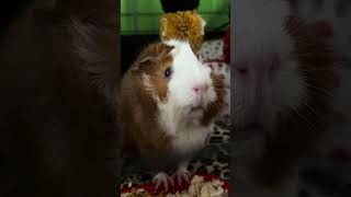 GUINEA PIG WHEEK! 🐹 #guineapig #cute #animals #pets #youtubeshorts