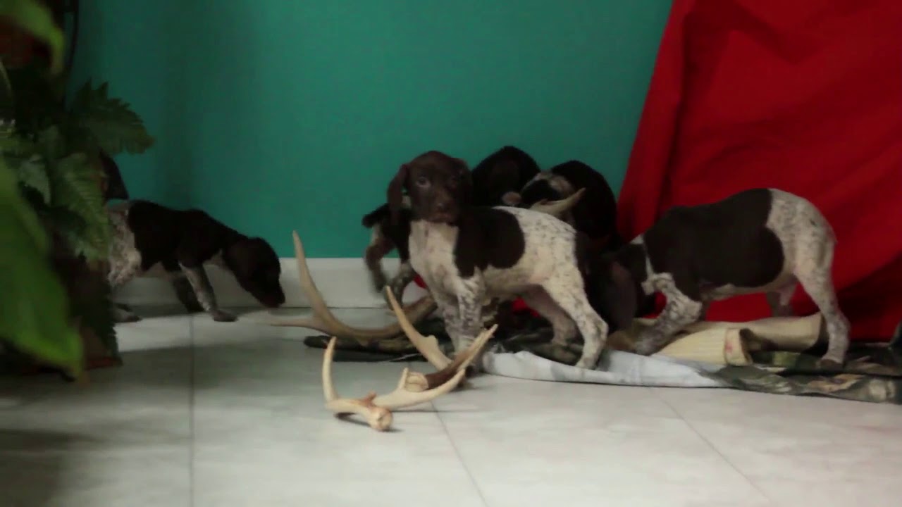 greenfield puppies german shorthaired pointers