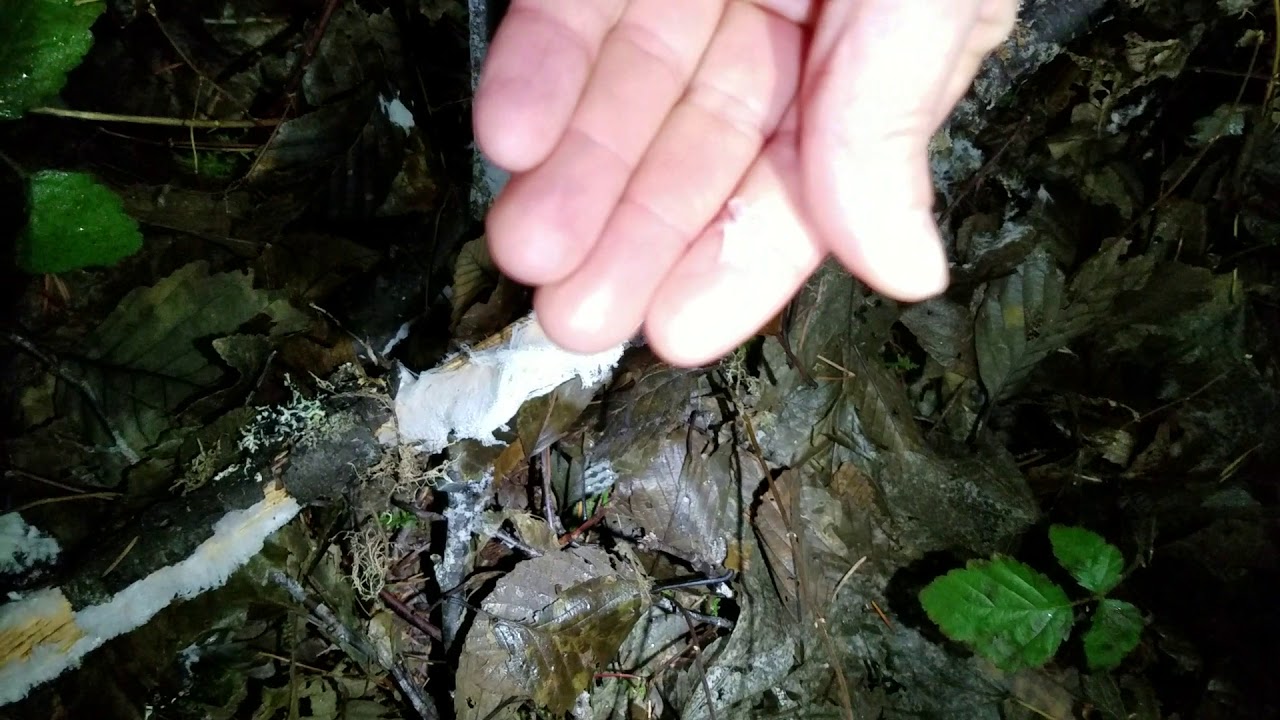 Hair ice on an alder limb YouTube