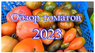 Обзор томатов Сорта и гибриды, которые понравились в 2023