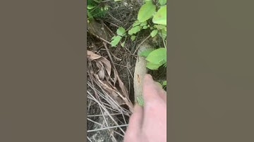 Ai tái sinh em Ưng bất bạc rừng