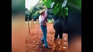 Dont Mess With These Horses..