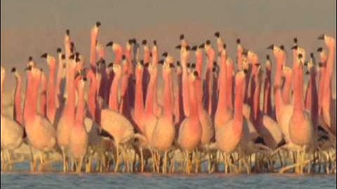 BIRDS ROCK!