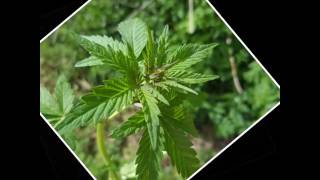 Outdoor grow slideshow