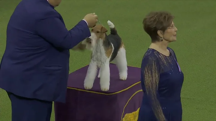 Terrier Group