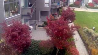 November 11 2011 Wind Storm Fraser River River Port Way.avi