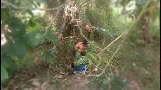 Download lagu From the Top of the Tree, a Couple is Seen Being Checked Out by the Bushes