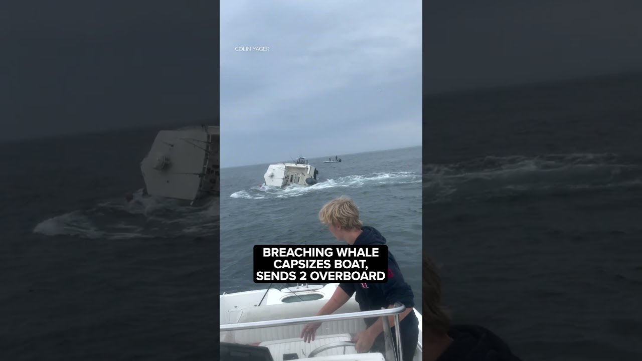 Breaching Whale Capsizes Boat Sends 2 Overboard Off Coast Of New Hampshire