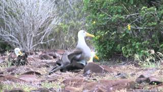Waved albatrosses copulating