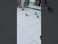 حمام الحرم المكي حمام الحرم المكي