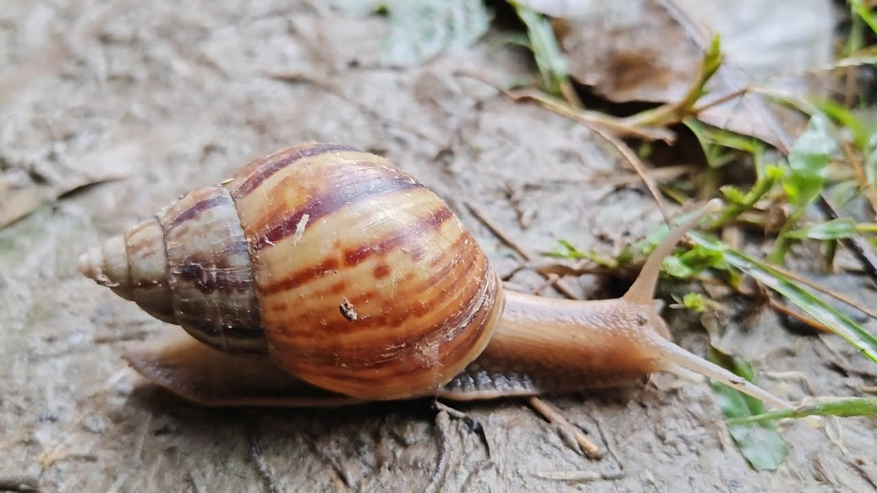 Beautiful Snail moving on the ground