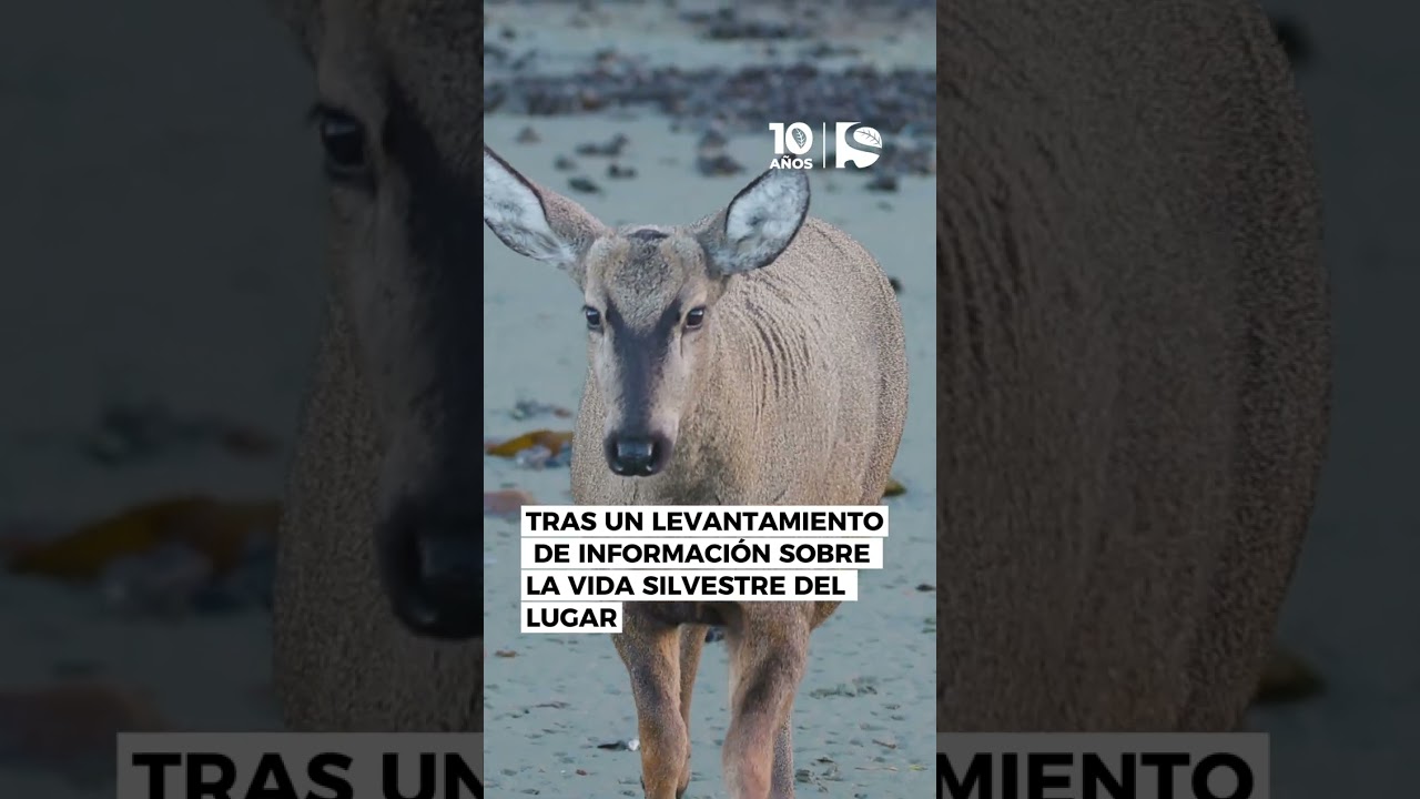 Inusual registro de Huemul en Magallanes