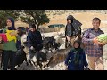 Learn the secret of nomadic life from grandma | Real nomadic life