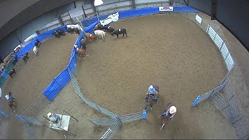 Big Sky Ranch Sorting Saddle Series Finals - #7 HC - Round #1 - Ride #30