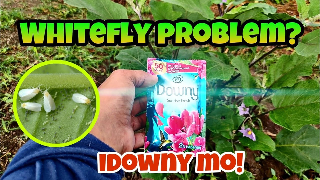 WHITEFLY PROBLEM? IDOWNY MO! #talong #whitefly #naturalpesticides