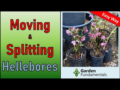 Видео: Hellebores хэзээ хөдөлгөх вэ?