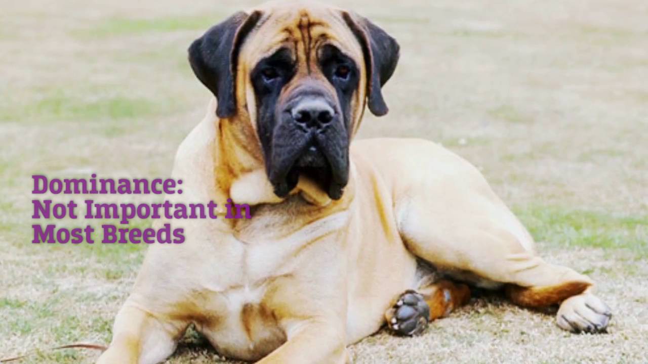 Do "Bully" Breeds Show Dominance? - YouTube