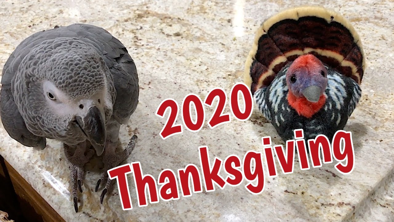 Thanksgiving preparations with Einstein! YouTube
