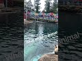Sea lion shows off incredible skills #love #sealion #chessingtonworld
