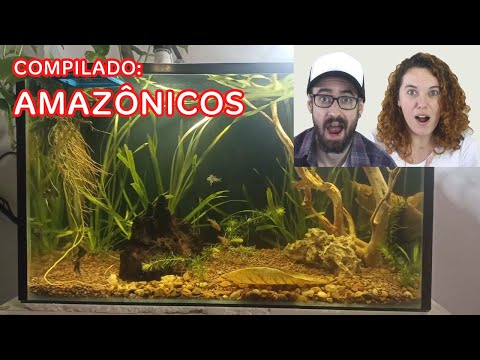 AMAZONIAN AQUARIUMS (OR ALMOST THAT) 2!