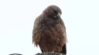 Hawk Calling A Few Times