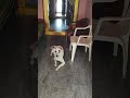 ఛీ.. ఛీ.. విశ్వాసం అనేదే లేదు ఈ మనుషులకు!! #dog #owner #shouting #youtube shorts #short @avhr7452