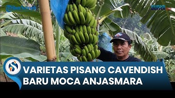 Menilik Budidaya Pisang di Perkebunan Terbesar Kabupaten Mojokerto, Pencetus Pisang Moca Anjasmara
