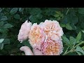 Новинки 24 25р В моєму садку Rose Flowers сорт Garden 