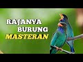 MENGENAL BURUNG TENGKEK YANG MEMILIKI HARGA FANTASTIS