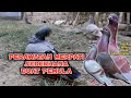Perawatan Merpati saat pagi hari di kandang