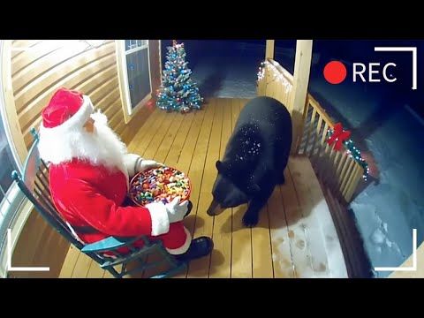 Bears scared by Christmas decorations 🌲 Part 2. CCTV caught on camera