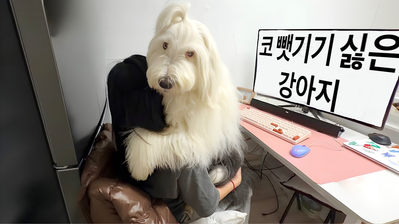 코 떼먹는다고 대형견 괴롭혔더니 반응 ㅋㅋㅋ