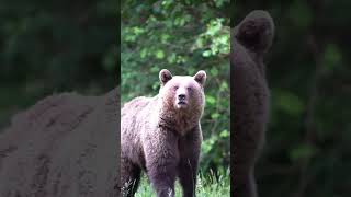 Bear - Cute Animals By Oxbridge Baby