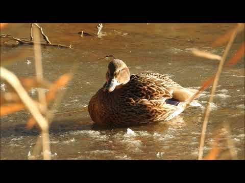 Operatie wilde eend (Natuurlijk! 23-02-2026)