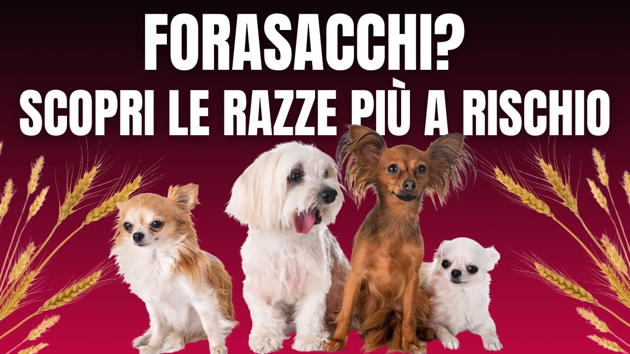 5 Categorie di cani a maggior rischio Forasacchi (il tuo è tra questi?), image size:1280x720
