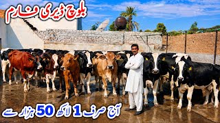 Baloch Dairy Farm | Pakistan’s top imported cows for sale #cow #farmlife #Janibest