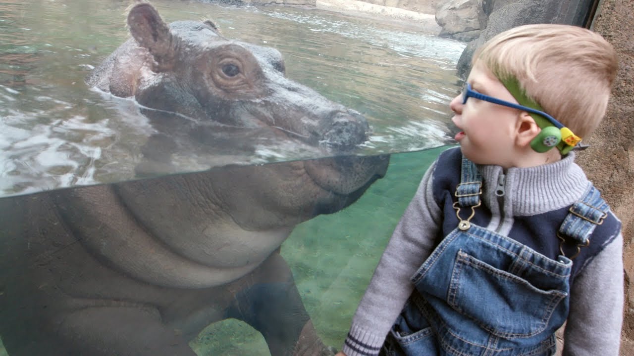 Boy born prematurely at Cincinnati Children's meets Fiona the hippo