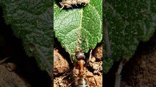 Ant Finds Food (Real POV Micro Camera)