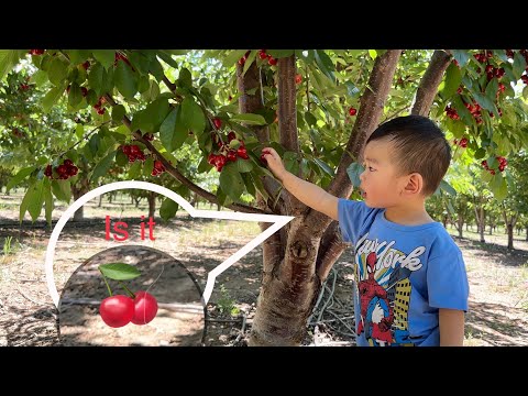 2023 Cherry Picking in Brentwood, CA 5/19/2023