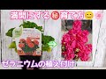 『ゼラニウム』満開になる㊙育て方&植え付け#PWアンバサダー#PW#PW育てた#スーパーゼラニウムチャンピオン#ガーデニング#花#geranium
