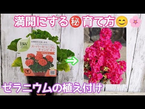 ゼラニウムページ 楽天市場】ヘーゼルナッツ・ゼラニウム/ハーブの苗 9cmポット : ハーブ