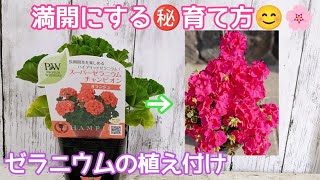 ゼラニウム』満開になる㊙育て方&植え付け#PWアンバサダー#PW#PW育てた