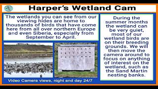 Harper's Island Wetlands Nature Reserve Live Stream