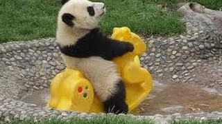 Download Lagu RAREST BROWN PANDA.. {CUTEST PANDA} MP3 Download Lagu RAREST BROWN PANDA.. {CUTEST PANDA} MP3