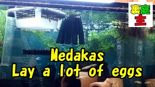 Make a medaka spawning bed ～#004 The story of small backyard creatures～