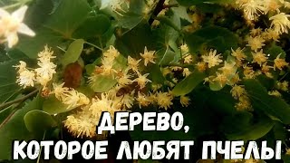 Медонос ЛИПА. Дерево, которое любят пчёлы