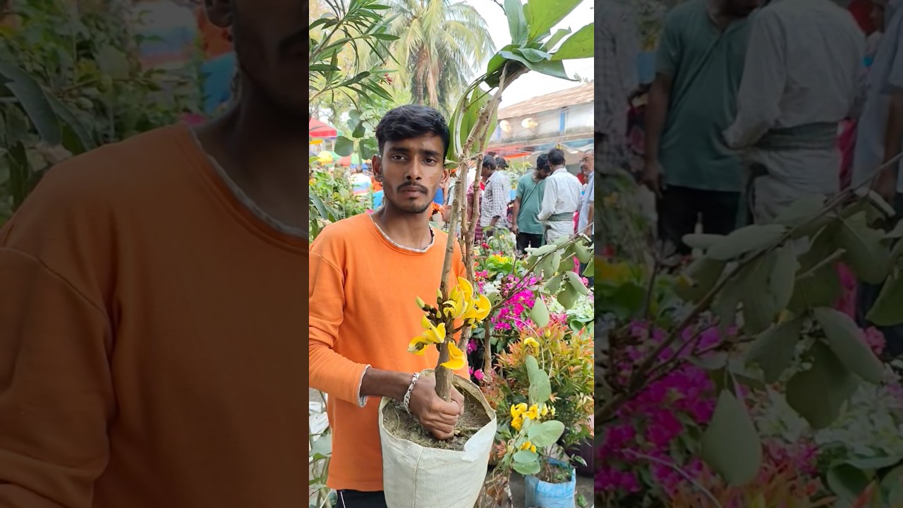 Mind blowing Yellow Palash with Price 