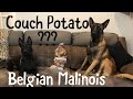 Dog vs couch life  dog belgianmalinois doglife