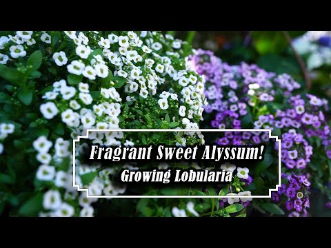 Growing Lobularia / Sweet Alyssum || Easy & Fragrant Annual Spring - Fall