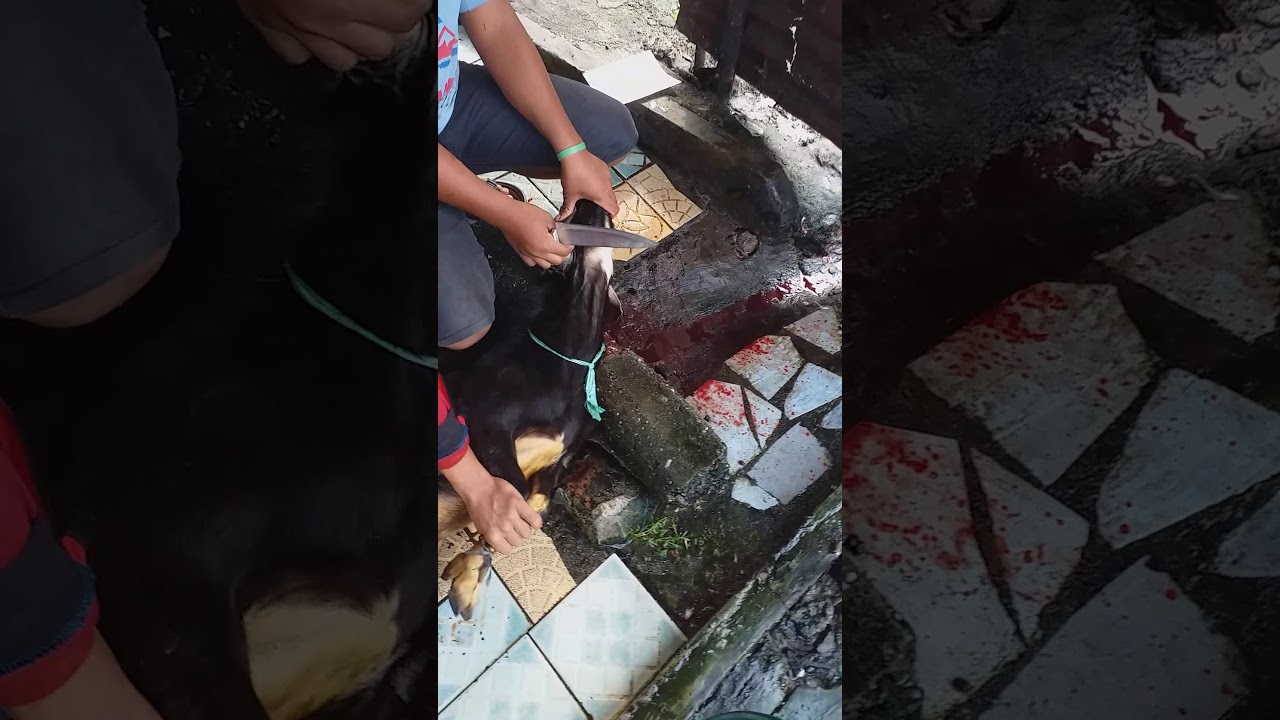 Potong kambing Aqiqah Ammar - YouTube